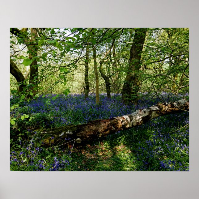Bluebell Forrest Wild Blume Fotografie Poster (Vorne)