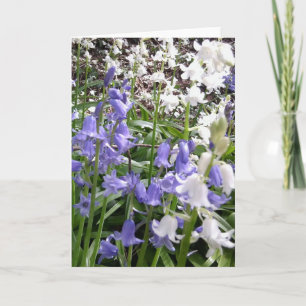 Bluebell-Fotos / Details - Frühjahr 2016-Karte Karte