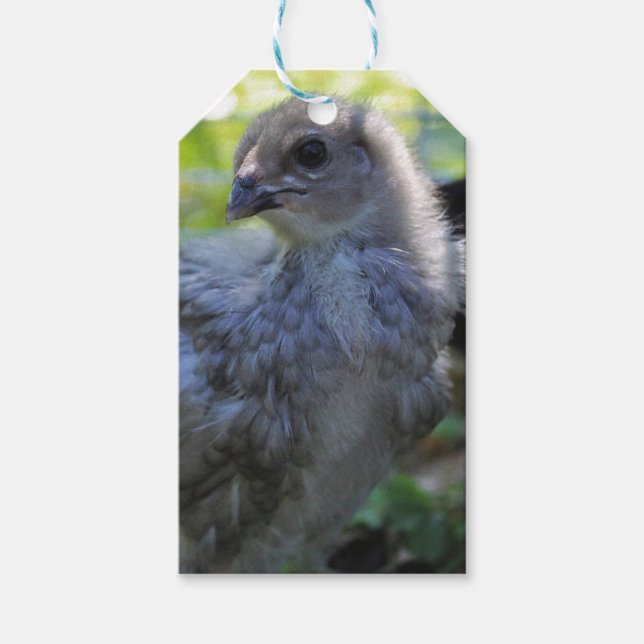 Bluebell Geschenkanhänger (Vorderseite)