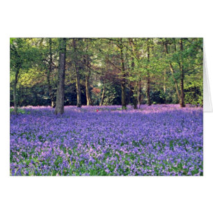 Bluebell-Holz, England-Blumen