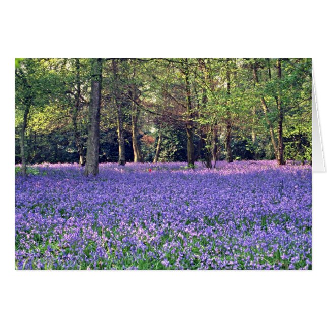 Bluebell-Holz, England-Blumen (Vorderseite (Horizontal))