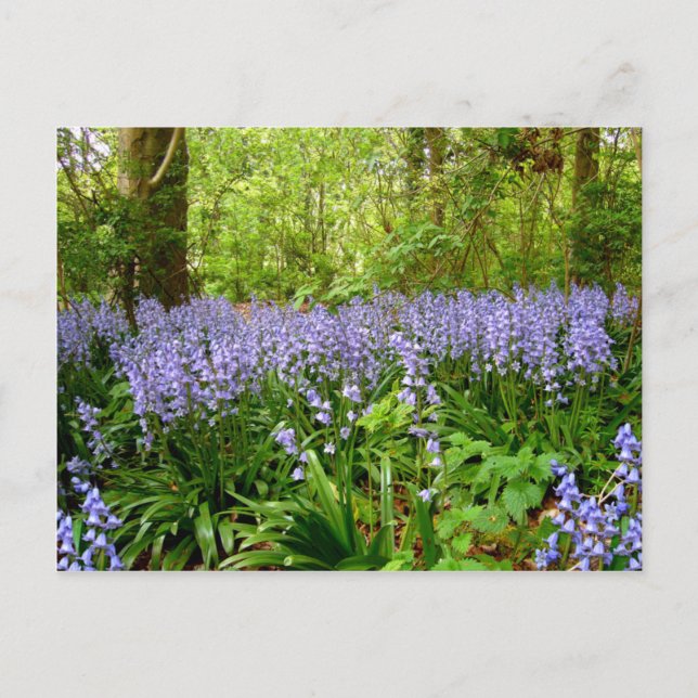 BLUEBELL HOLZ ~ POSTCARD POSTKARTE (Vorderseite)