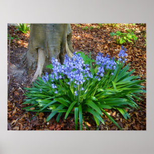 BLUEBELL HOLZ ~ Poster # 10