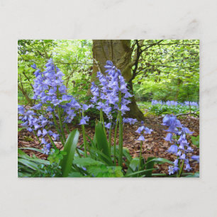 BLUEBELL HOLZ ~ Postkarte Nr. 3
