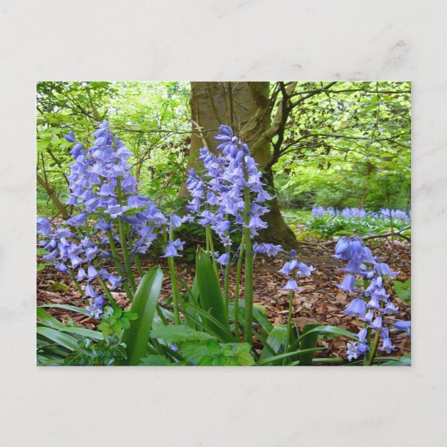 BLUEBELL HOLZ ~ Postkarte Nr. 3 (Vorderseite)