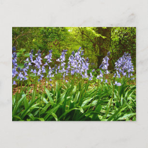 BLUEBELL HOLZ ~ Postkarte Nr. 5