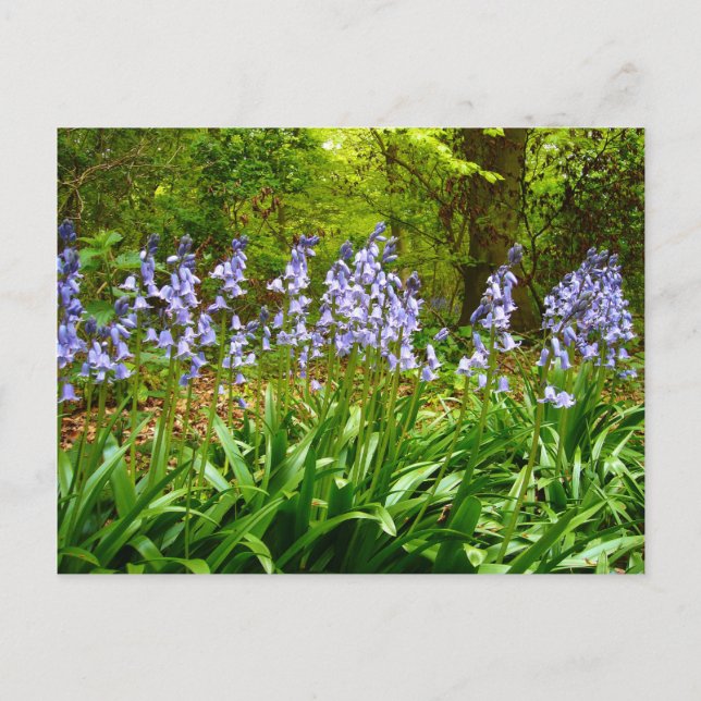 BLUEBELL HOLZ ~ Postkarte Nr. 5 (Vorderseite)