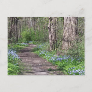 Bluebell Path Postkarte