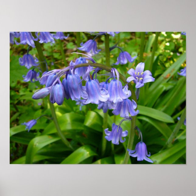 BLUEBELL POSTER (Vorne)