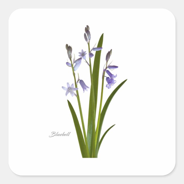 Bluebell Quadratischer Aufkleber (Vorderseite)