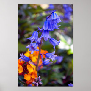 Bluebell Spring Flowers Hyacinthoides Poster
