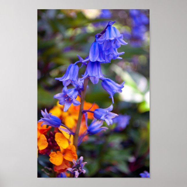 Bluebell Spring Flowers Hyacinthoides Poster (Vorne)