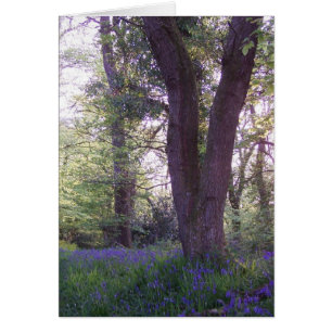 Bluebell Walk