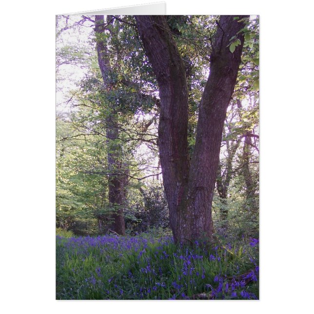 Bluebell Walk (Vorne)