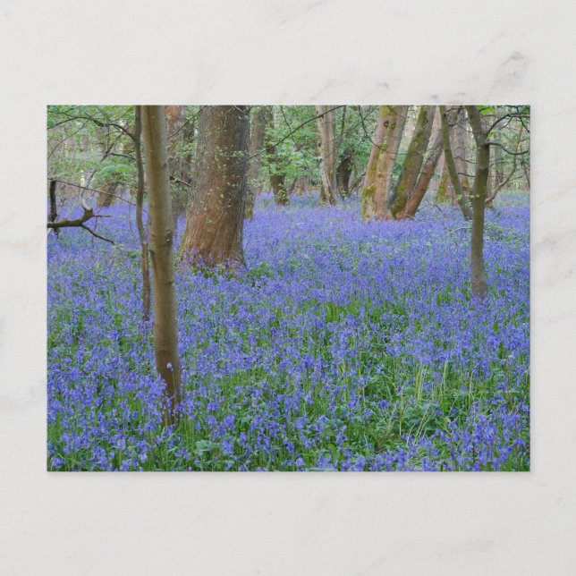 Bluebell Wood Postcard Postkarte (Vorderseite)