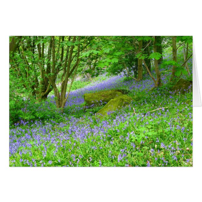 Bluebell Woods (Vorderseite (Horizontal))