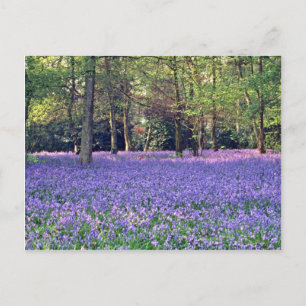 Bluebell Woods, England, Blume Postkarte