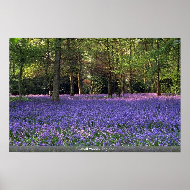 Bluebell Woods, England Poster (Vorne)