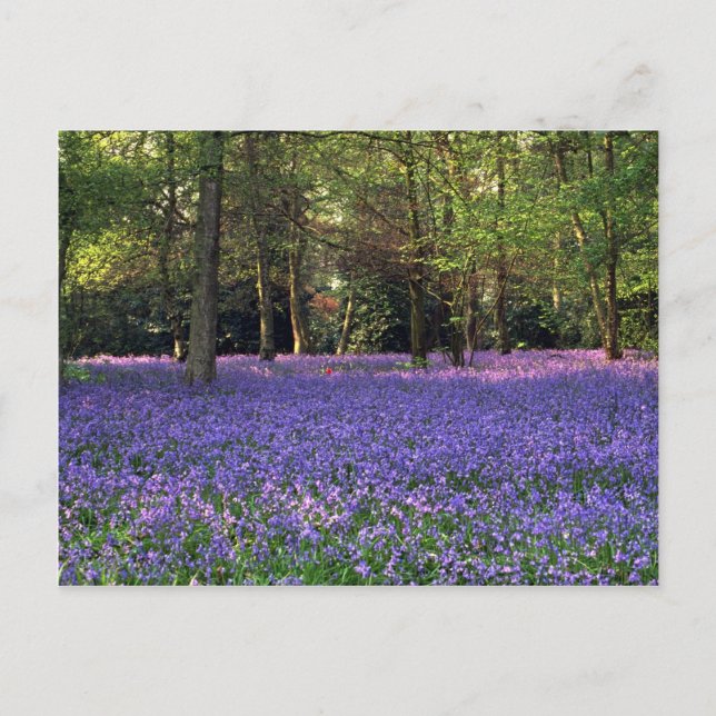 Bluebell Woods, England Postkarte (Vorderseite)