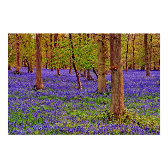 Bluebell Woods Grays Court Oxfordshire England Poster (Vorderseite)