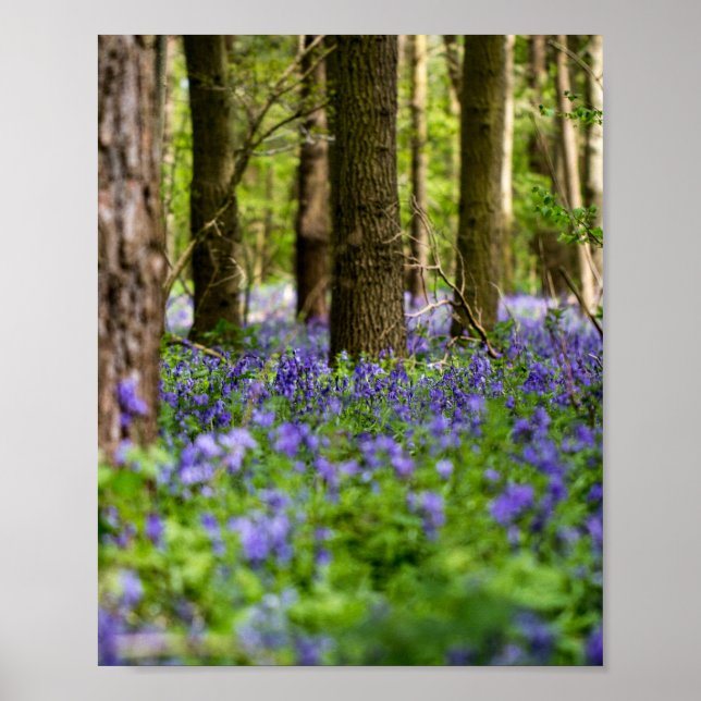 Bluebell Woods Poster (Vorne)