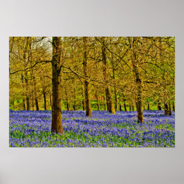 Bluebell Woods Spring Flowers Grays Court Poster