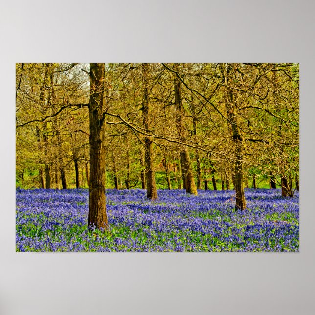 Bluebell Woods Spring Flowers Grays Court Poster (Vorne)