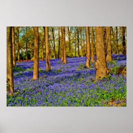Bluebell Woods Spring Flowers Grays Court Poster