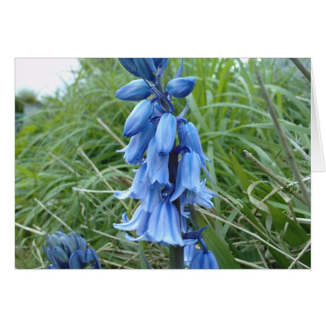 Bluebells (Vorderseite (Horizontal))