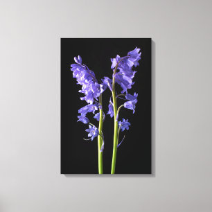 Bluebells, aus genau den Wäldern, die ich erschaff Leinwanddruck