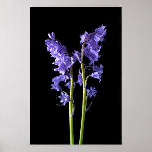 Bluebells, aus genau den Wäldern, die ich erschaff Poster