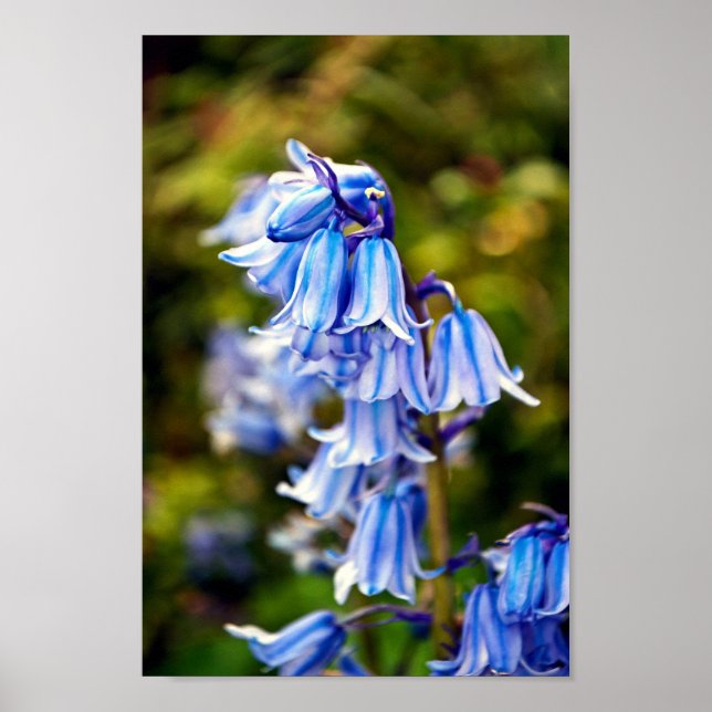 Bluebells Bluebell Spring Flowers Poster (Vorne)