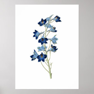 Bluebells Blume Botanische Vintage Illustration Poster