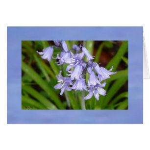 Bluebells des Frühlinges