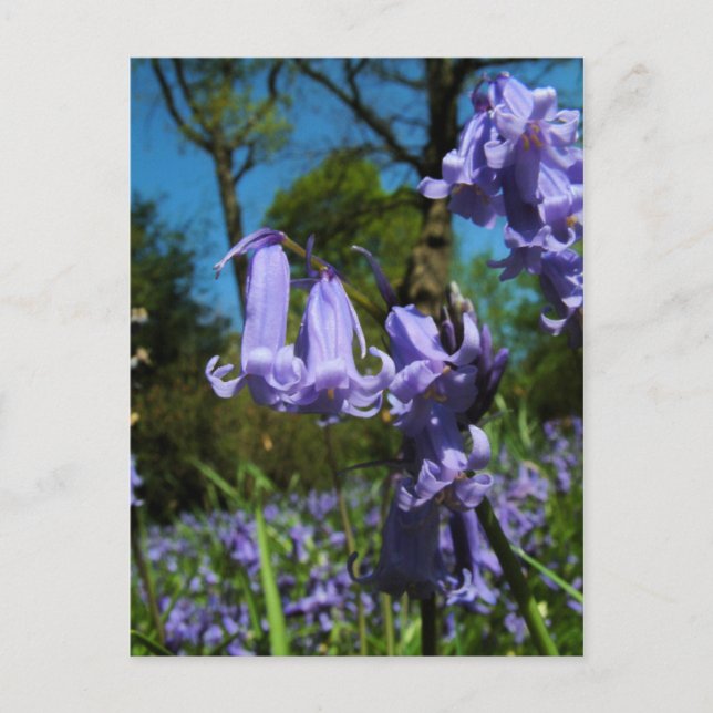 Bluebells, Essex, England - Postcard Postkarte (Vorderseite)