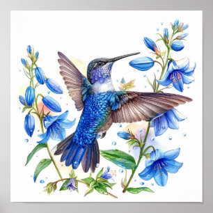 Bluebells Hummingbird Aquarellfarben Print Poster