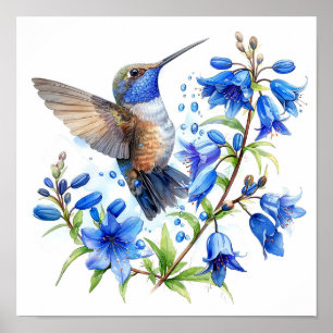 Bluebells Hummingbird Aquarellfarben Print Poster