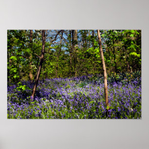 Bluebells im Waldposter Poster
