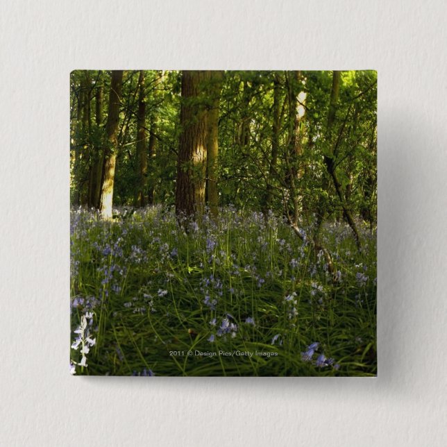 Bluebells in einem Wald Button (Vorderseite)