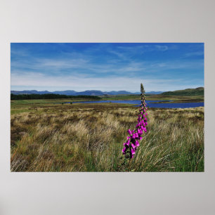 Bluebells in Schottland Poster