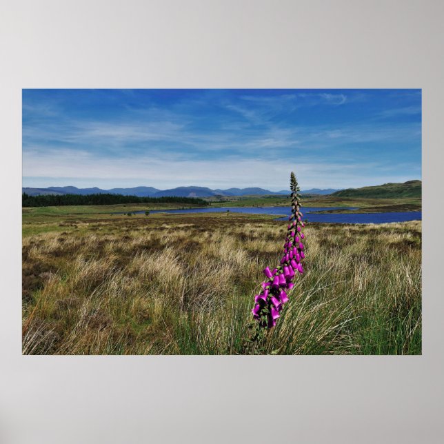 Bluebells in Schottland Poster (Vorne)