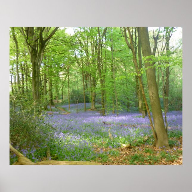 Bluebells in Woods Poster (Vorne)