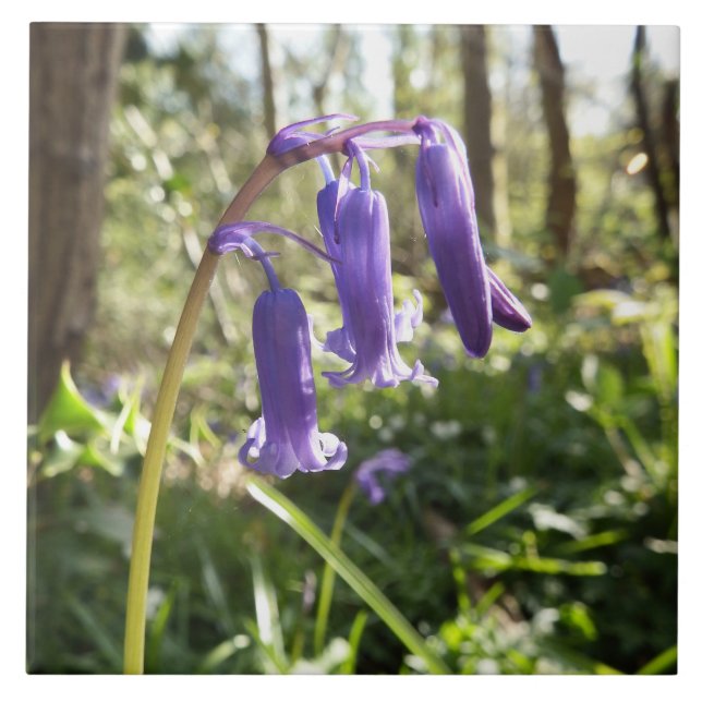 Bluebells-Keramik-Fliese Fliese (Vorderseite)