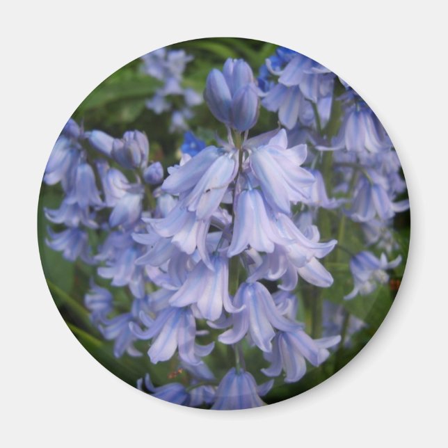 Bluebells Magnet (Vorne)