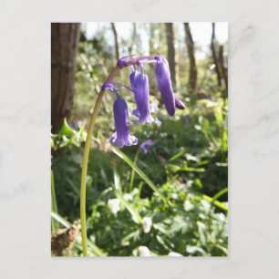 Bluebells Postcard Postkarte