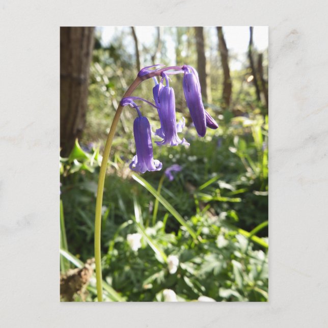 Bluebells Postcard Postkarte (Vorderseite)