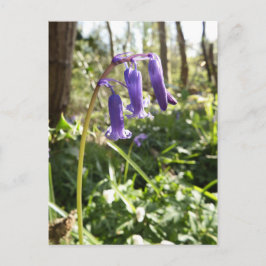 Bluebells Postcard Postkarte