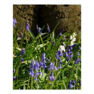 Bluebells Poster