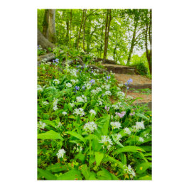 Bluebells Poster