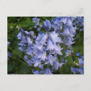 Bluebells Postkarte
